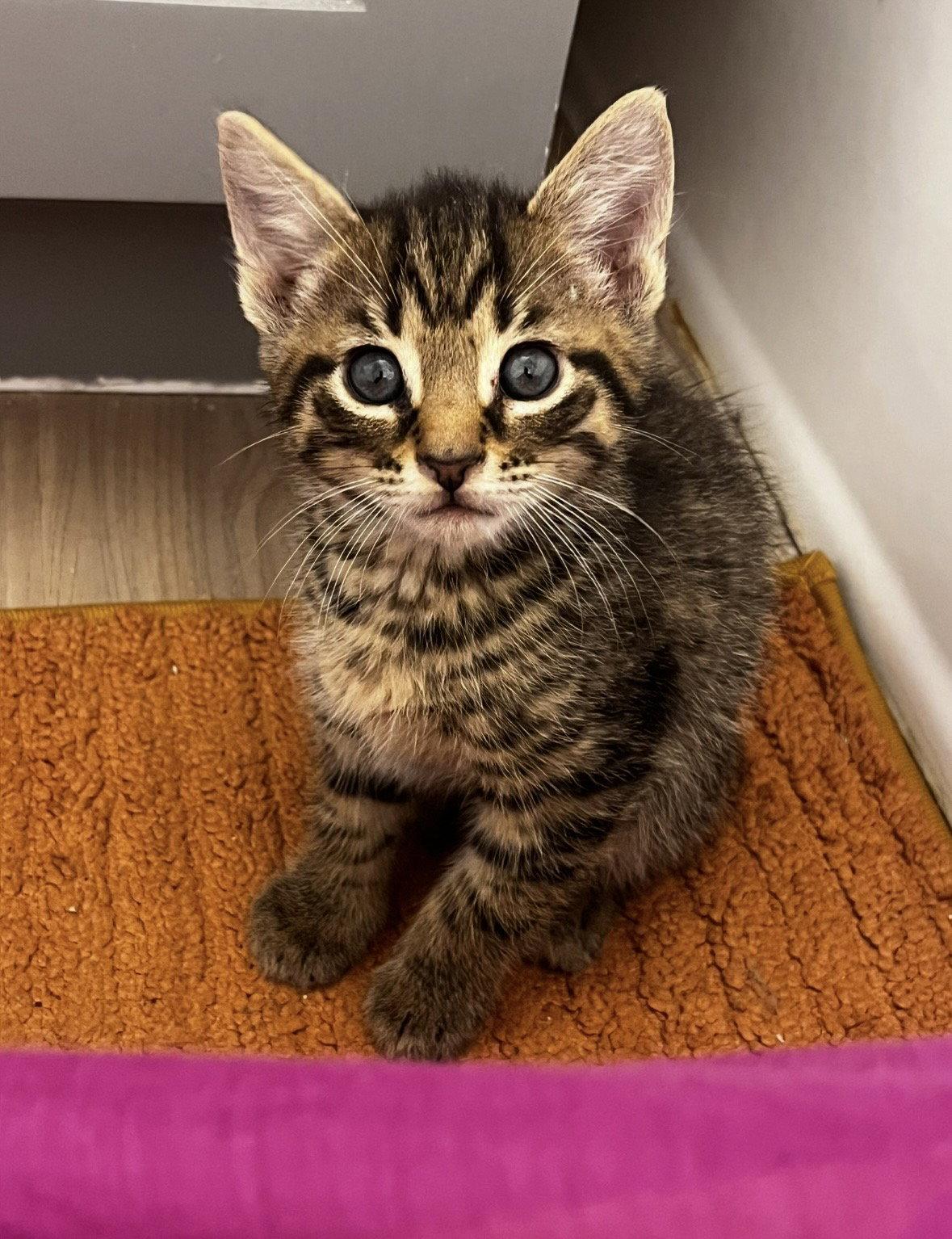 Whopper, a Adoptable Domestic Short Hair in Rockville, MD image 1/3