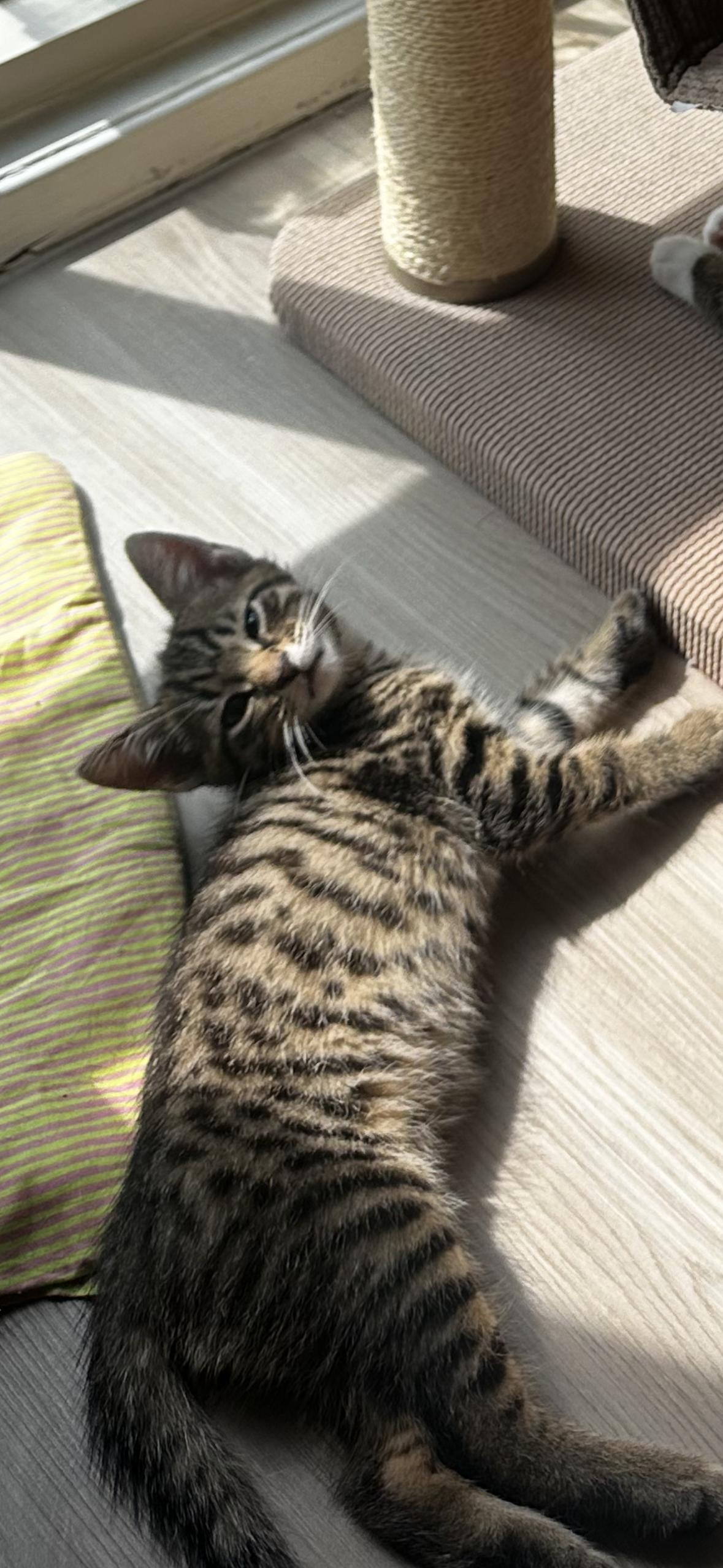 Whopper, a Adoptable Domestic Short Hair in Rockville, MD image 2/3