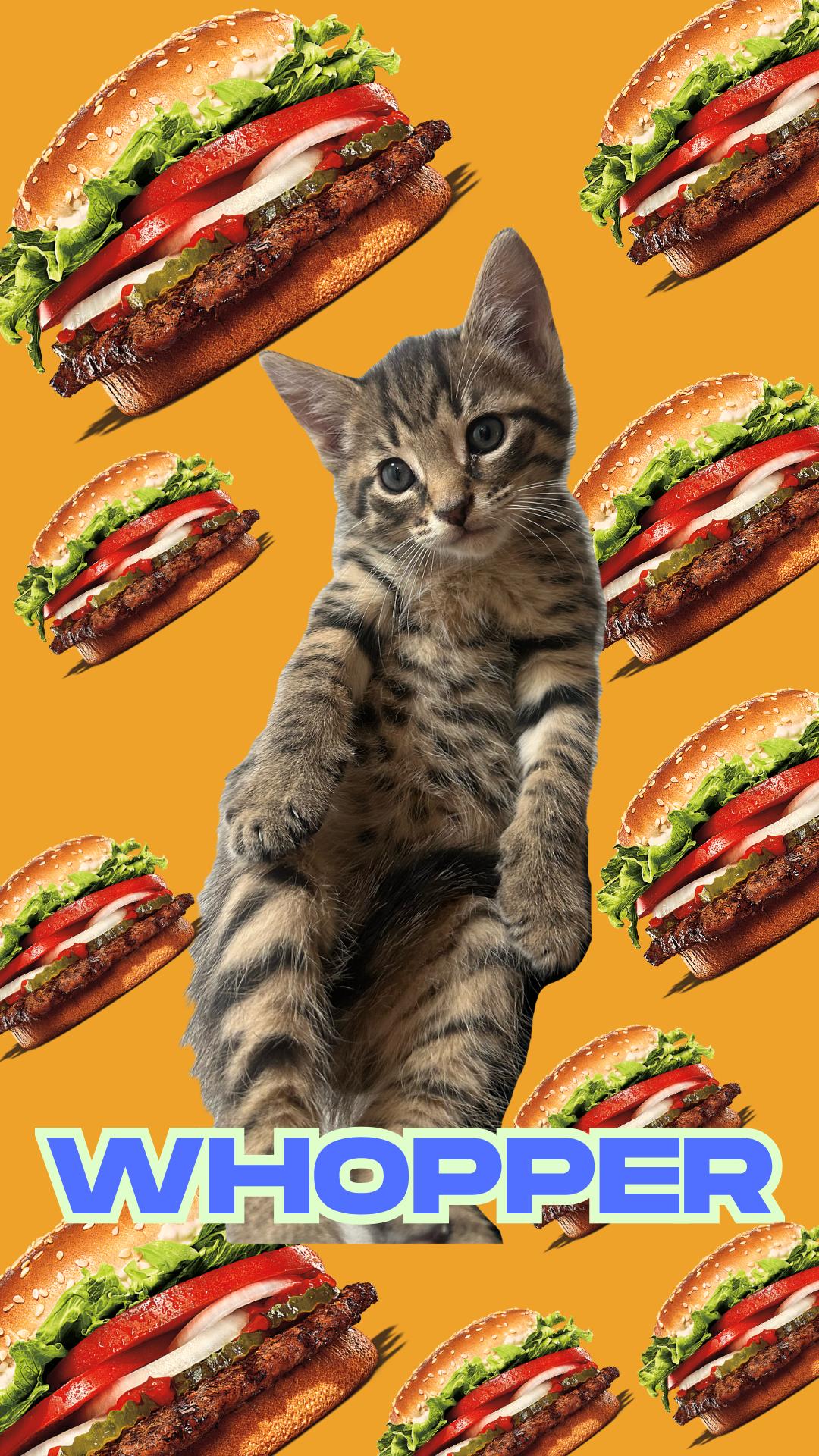 Whopper, a Adoptable Domestic Short Hair in Rockville, MD image 3/3