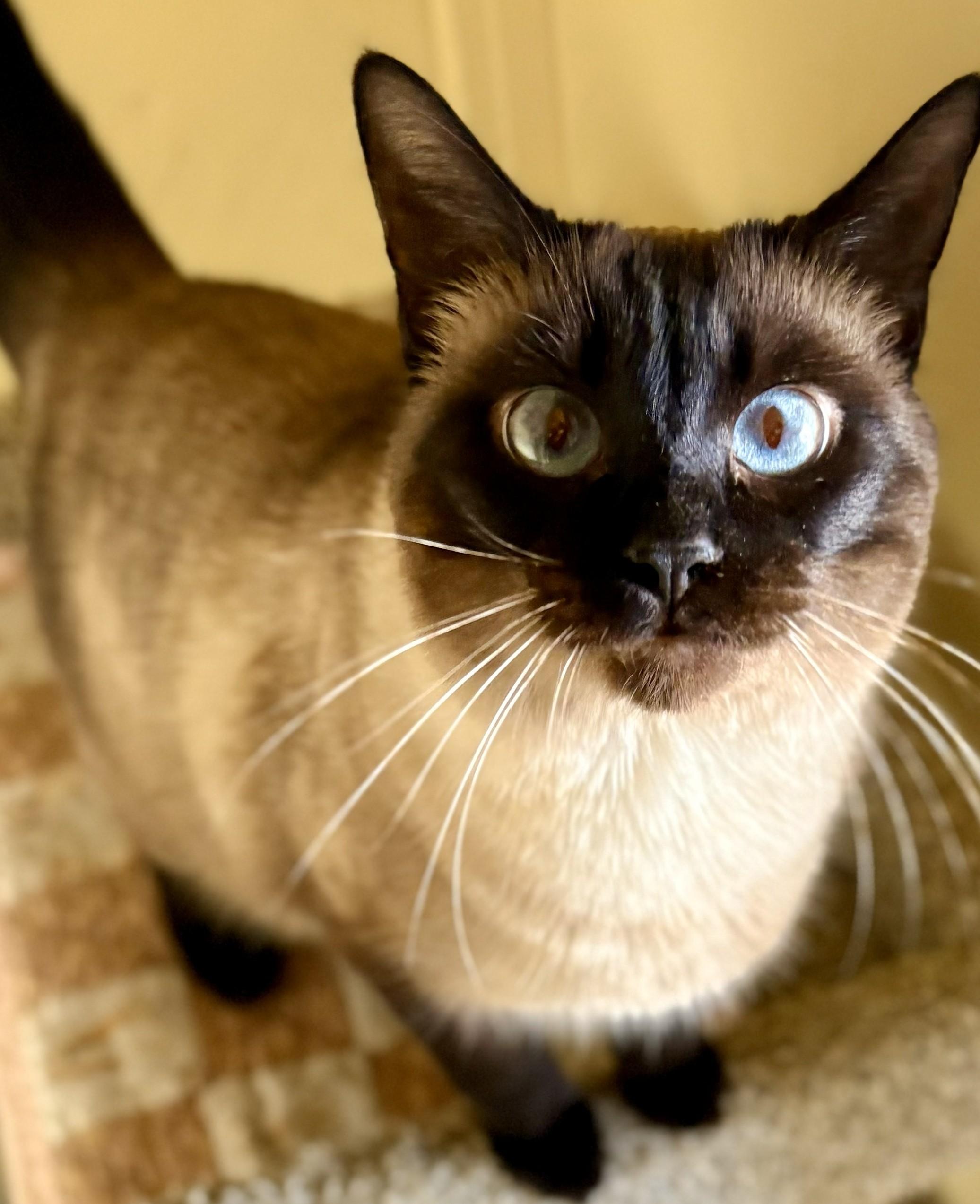 Enlarge Gabby, an adopted Siamese in Prescott, AZ image 1/2