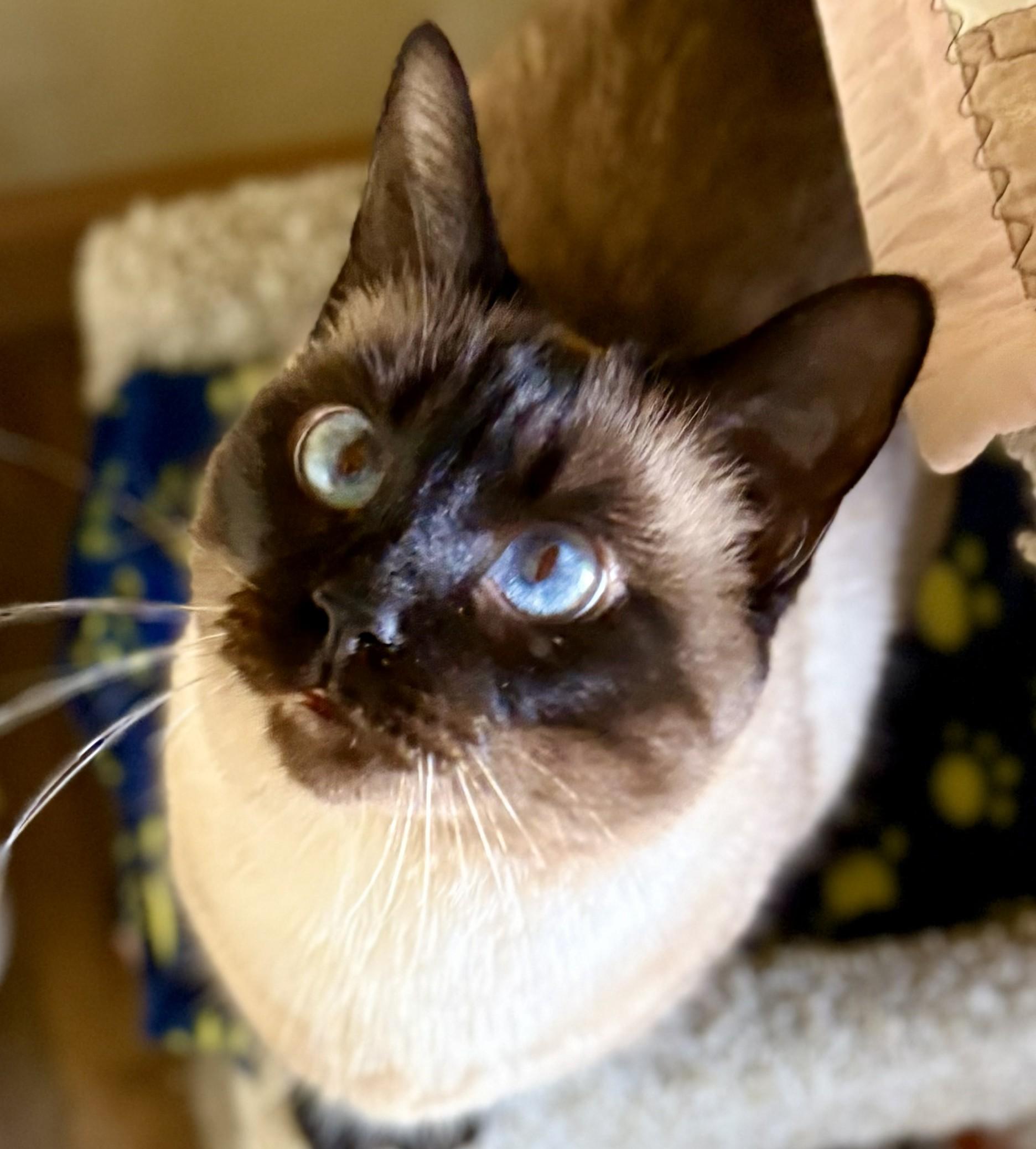 Enlarge Gabby, an adopted Siamese in Prescott, AZ image 2/2