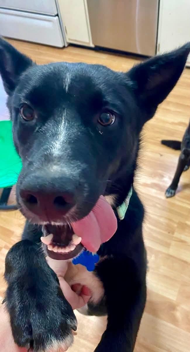 Enlarge Fezz, a ADOPTABLE mixed breed in Wappingers Falls, NY image 3/5