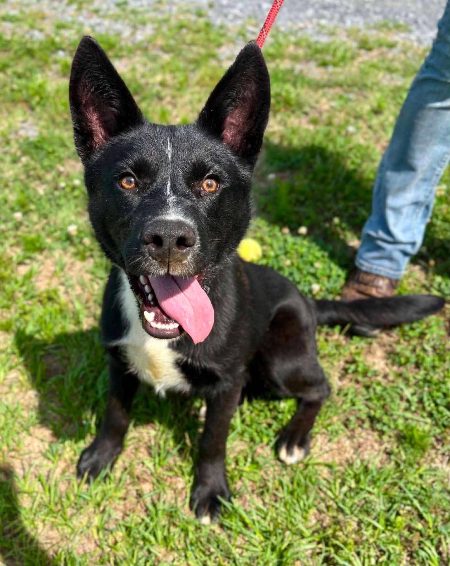 Enlarge Fezz, a ADOPTABLE mixed breed in Wappingers Falls, NY image 2/5