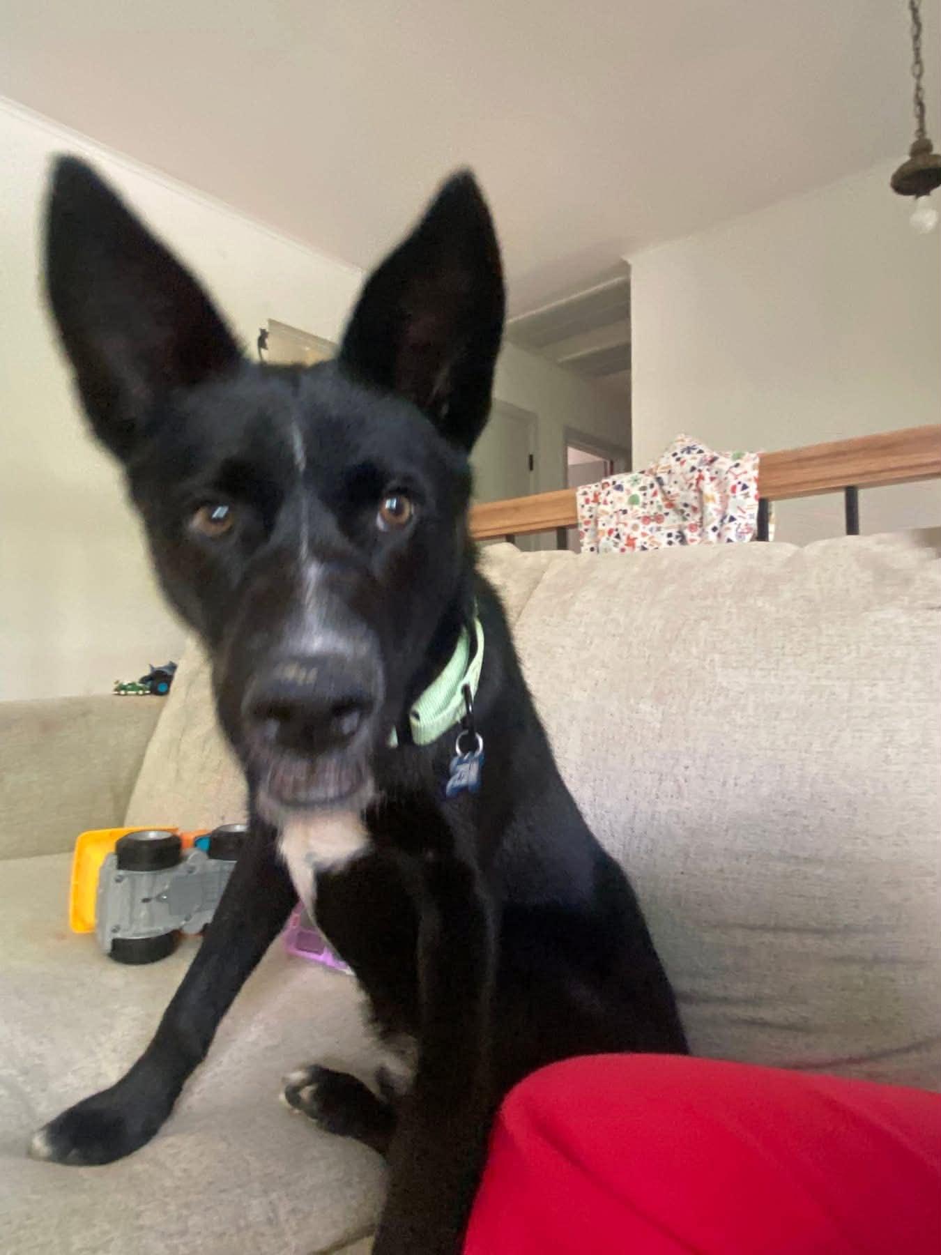 Enlarge Fezz, a ADOPTABLE mixed breed in Wappingers Falls, NY image 5/5