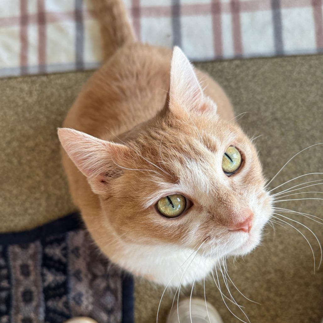 Tweety, a Adoptable Domestic Short Hair in Chicago, IL image 1/6