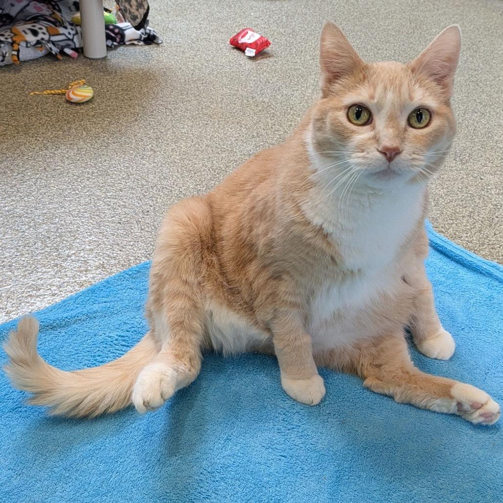 Tweety, a Adoptable Domestic Short Hair in Chicago, IL image 2/6
