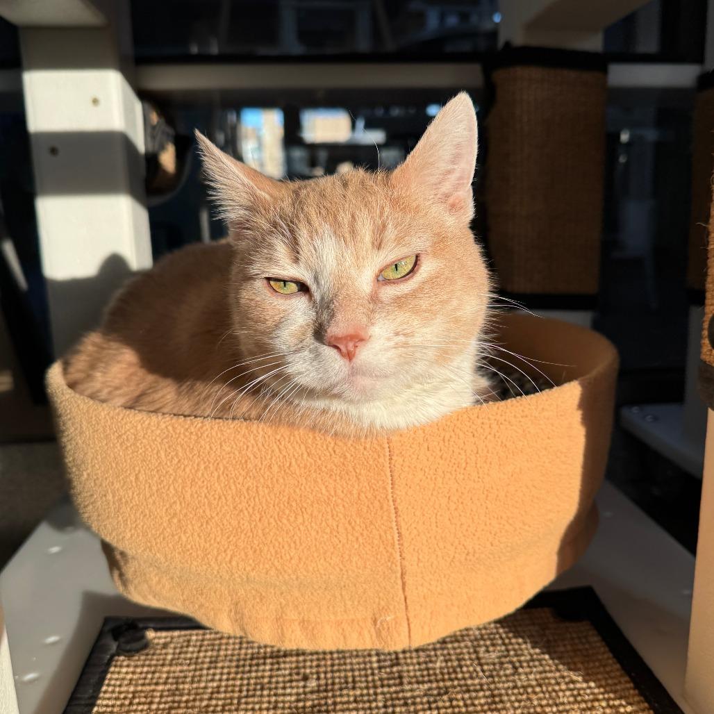 Tweety, a Adoptable Domestic Short Hair in Chicago, IL image 3/6