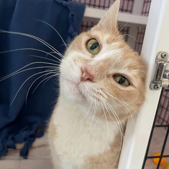 Tweety, a Adoptable Domestic Short Hair in Chicago, IL image 4/6