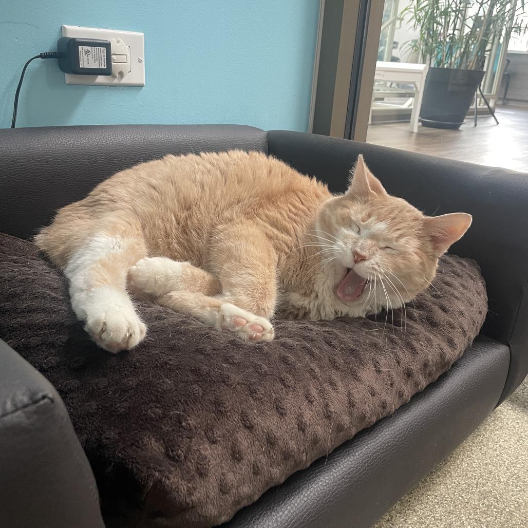 Tweety, a Adoptable Domestic Short Hair in Chicago, IL image 5/6