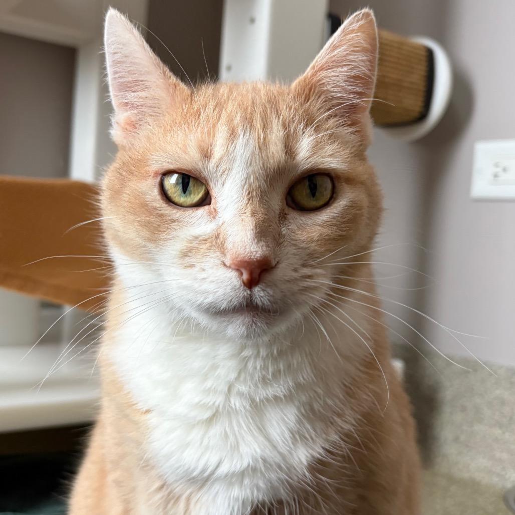 Tweety, a Adoptable Domestic Short Hair in Chicago, IL image 6/6