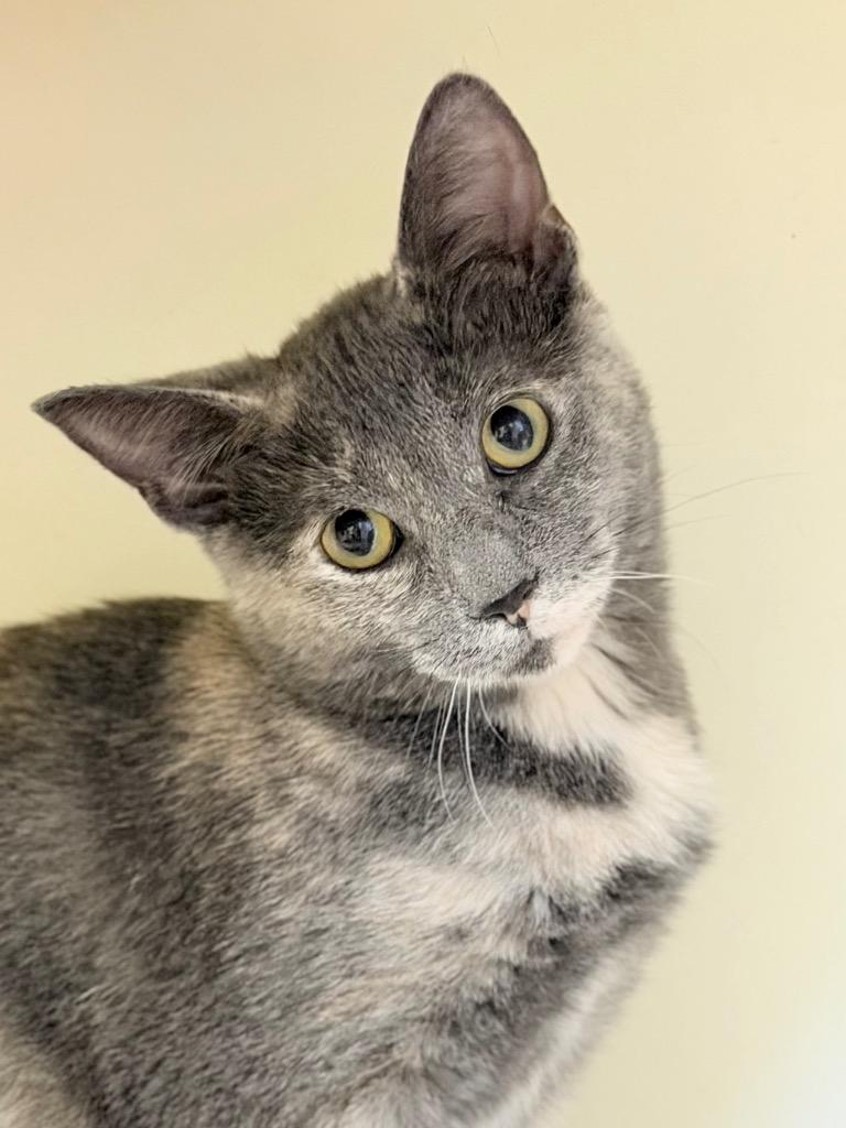 Insurance, Adoptable, Kitten Female Domestic Short Hair.