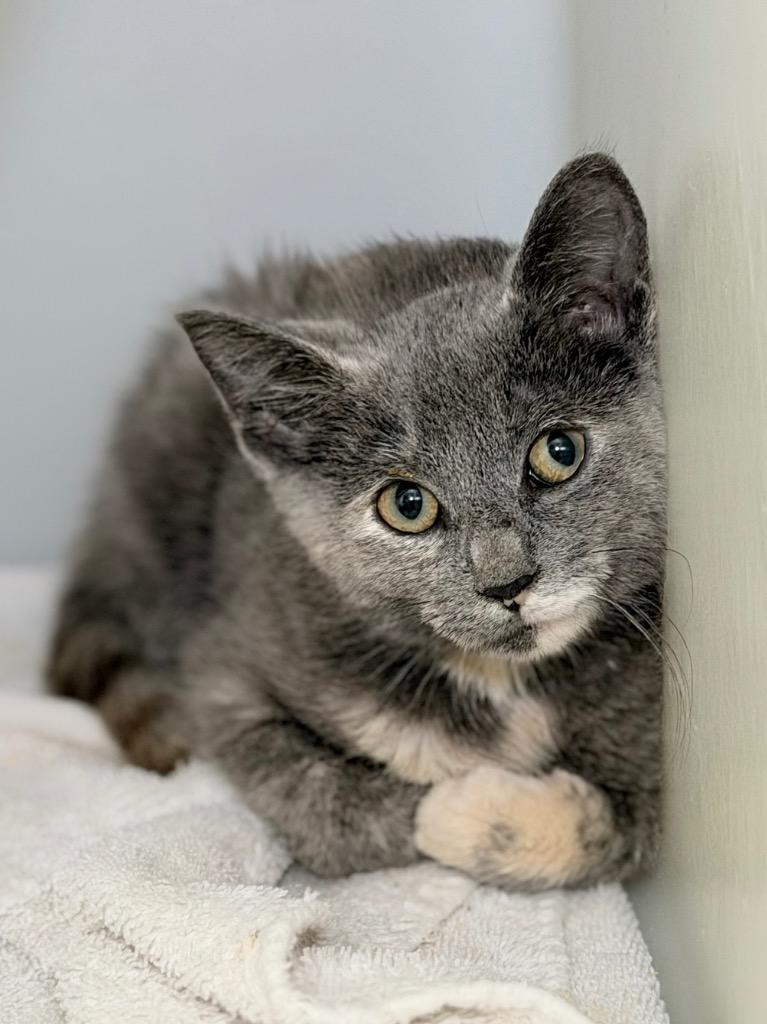 Enlarge Insurance, a Adoptable mixed breed in Menomonie, WI image 2/2