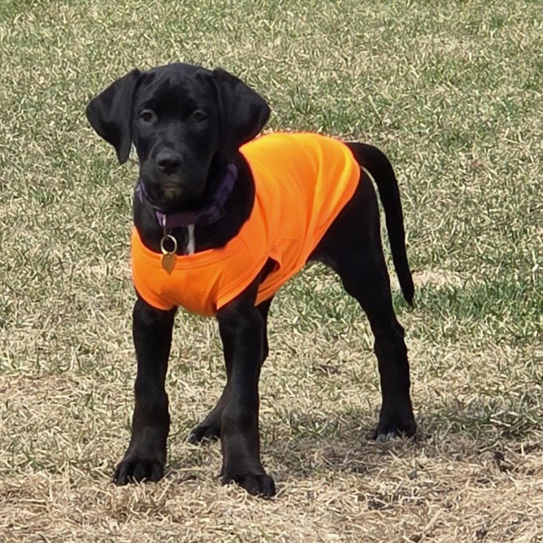 Enlarge Microfiche, a Adoptable mixed breed in Fargo, ND image 1/3