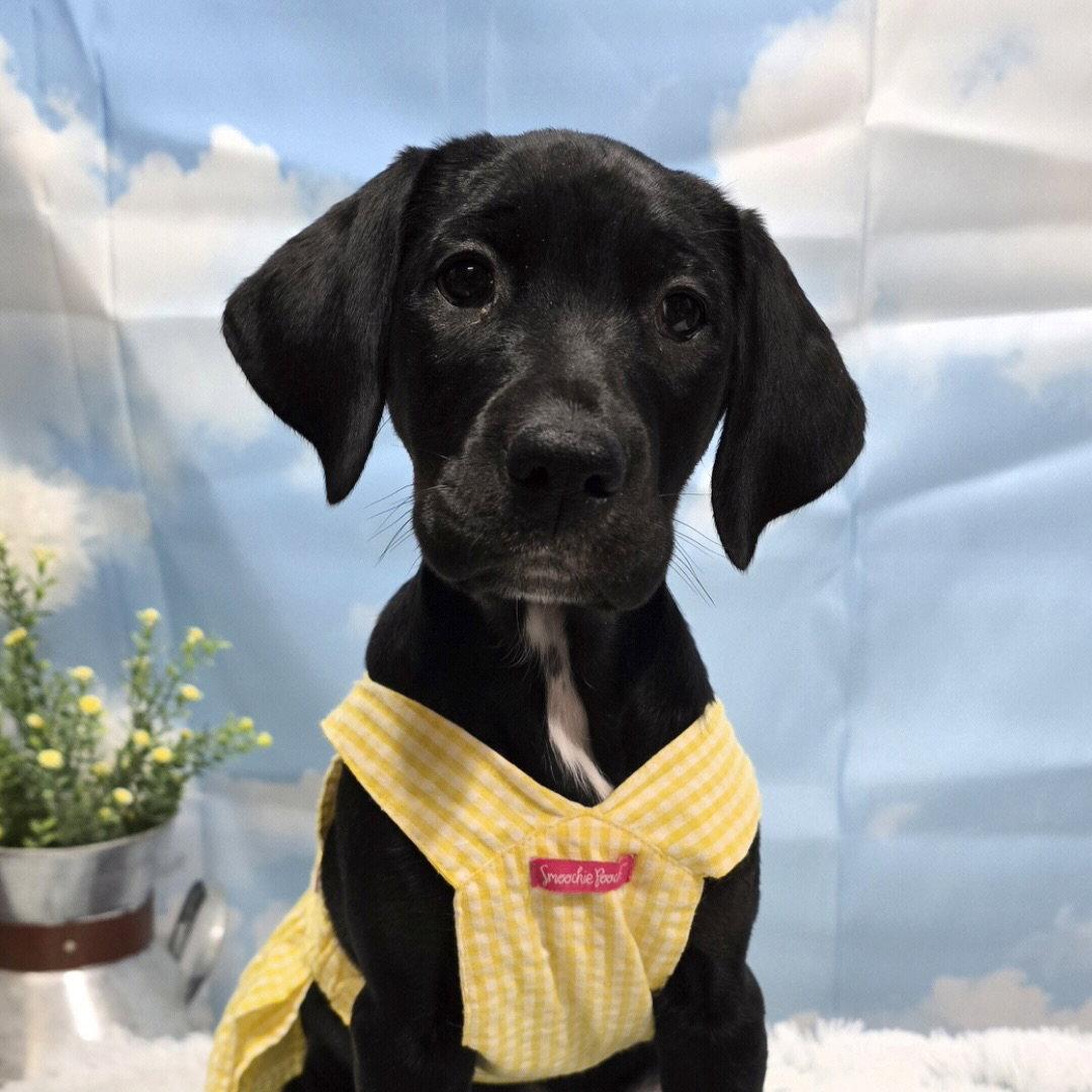 Enlarge Microfiche, a Adoptable mixed breed in Fargo, ND image 2/3