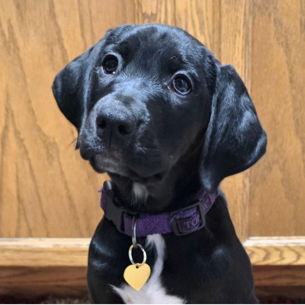 Enlarge Microfiche, a Adoptable mixed breed in Fargo, ND image 3/3