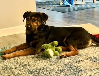 Dak, an adopted mixed breed in Manhasset, NY image 5/6