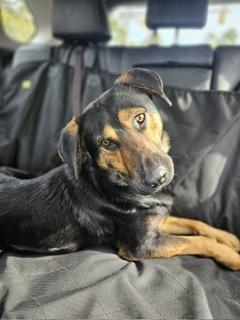 Dak, an adopted mixed breed in Manhasset, NY image 4/6