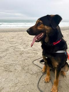 Dak, an adopted mixed breed in Manhasset, NY image 6/6