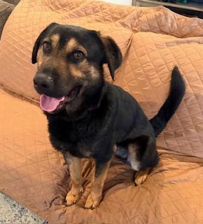 Dak, adopted, Young Male German Shepherd Dog & Labrador Retriever.
