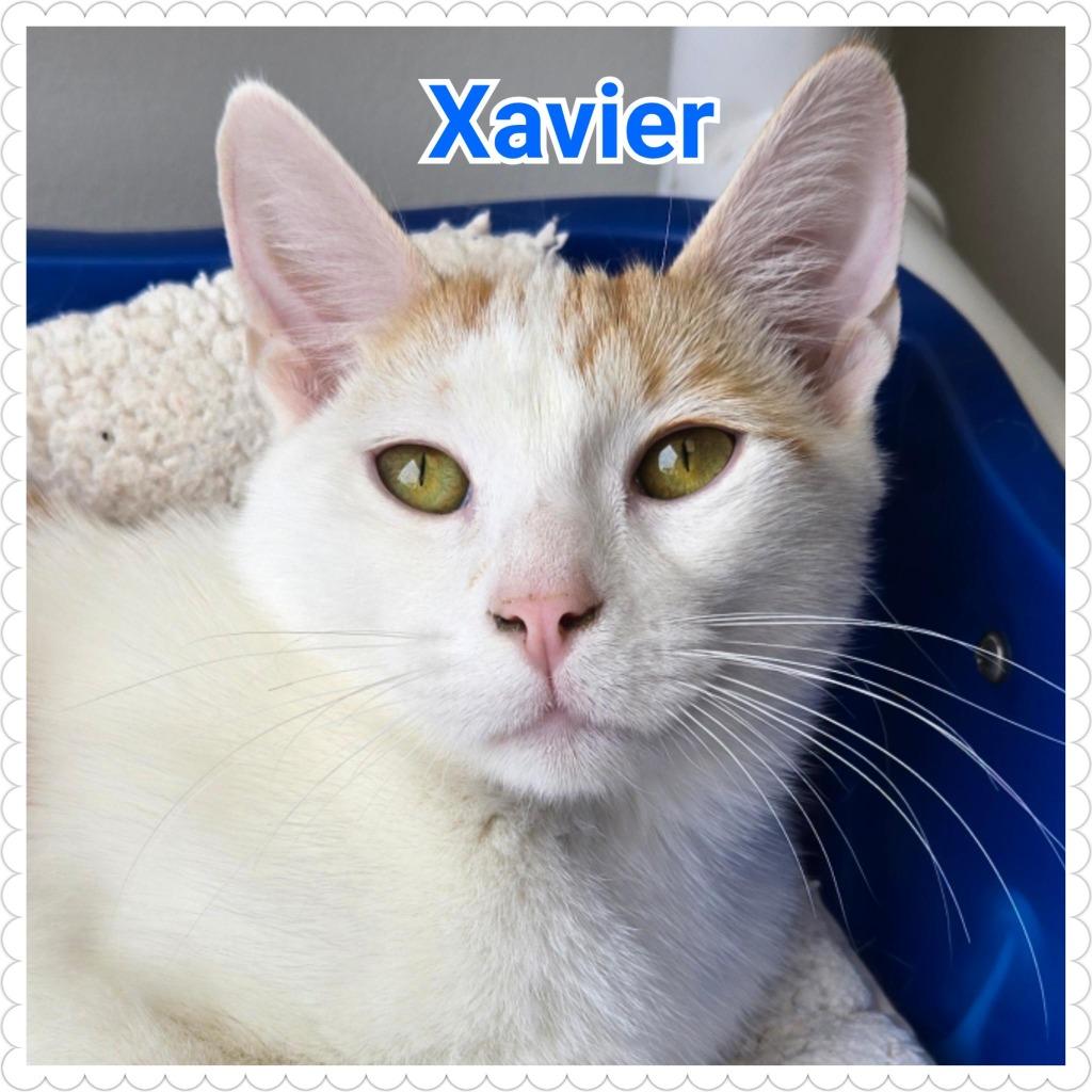 Enlarge Xavier, a Adoptable mixed breed in North Saint Paul, MN image 2/3