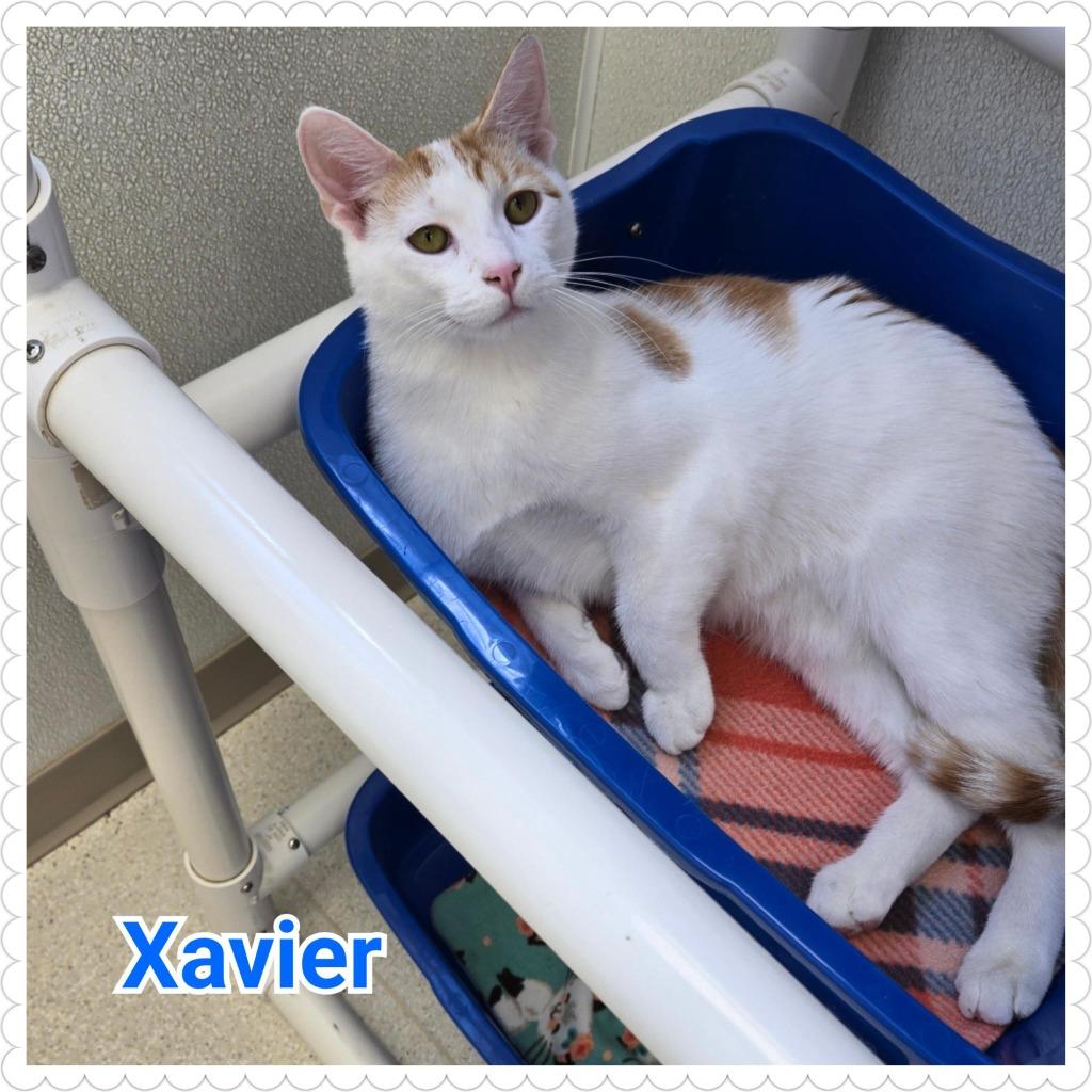 Xavier, a Adoptable mixed breed in North Saint Paul, MN image 5/6