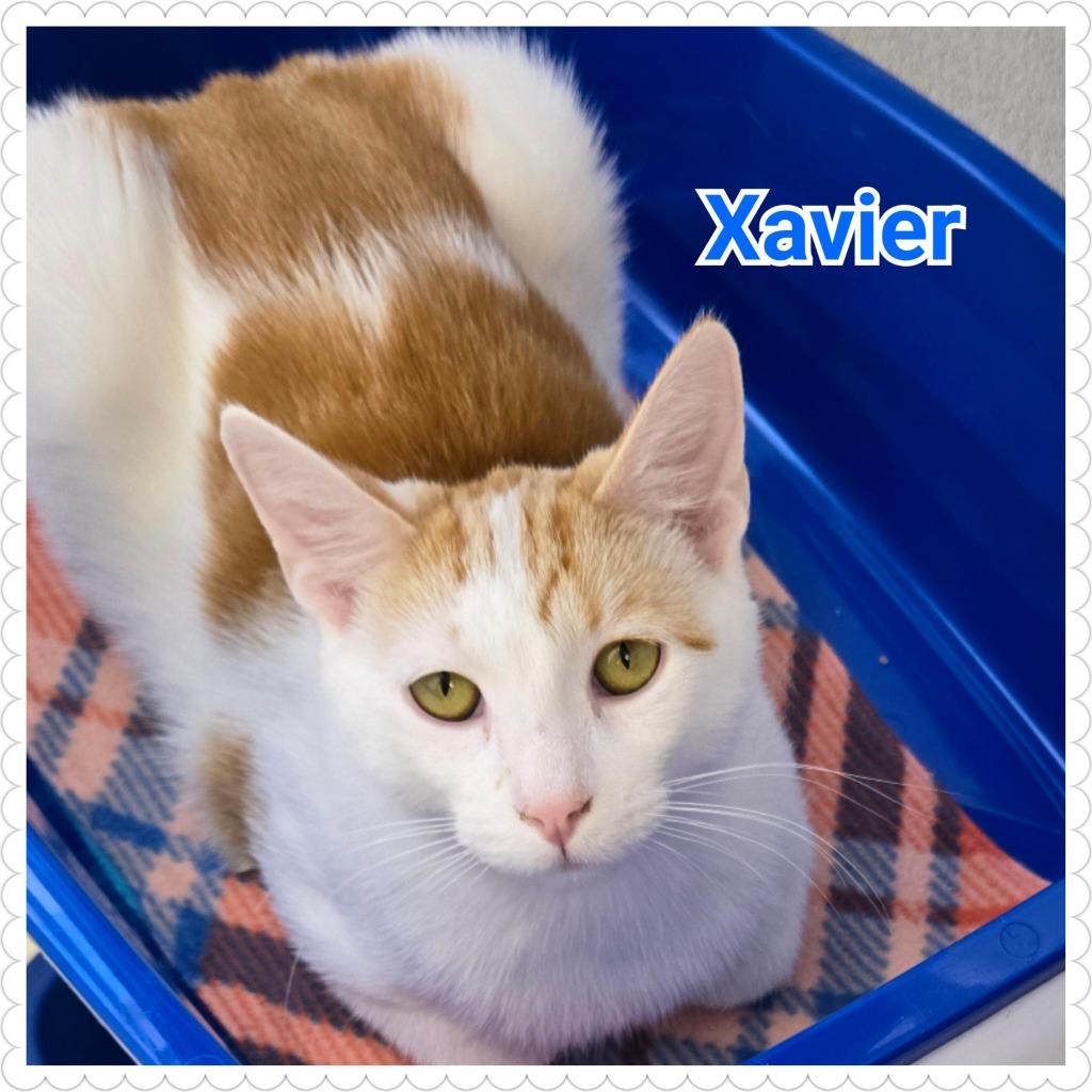 Xavier, a Adoptable mixed breed in North Saint Paul, MN image 3/6