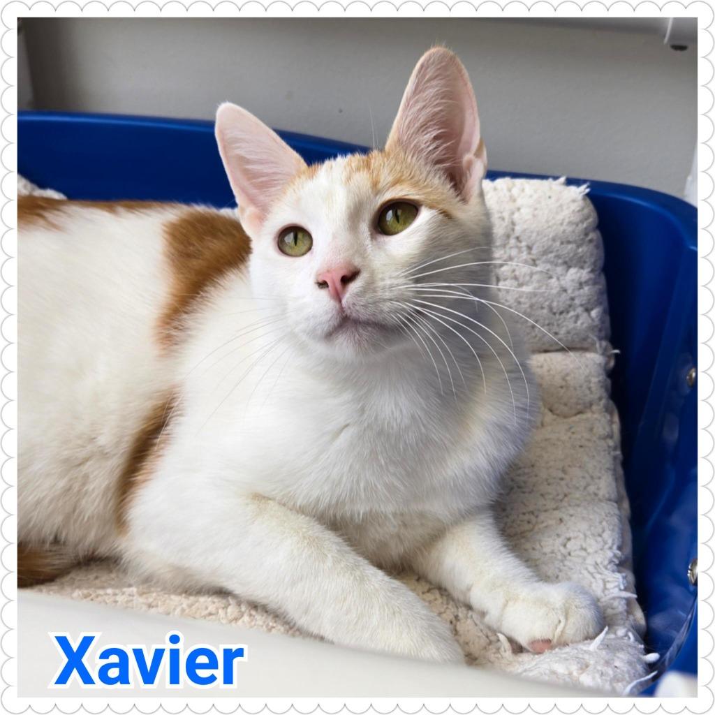 Xavier, Adoptable, Kitten Male Domestic Short Hair.