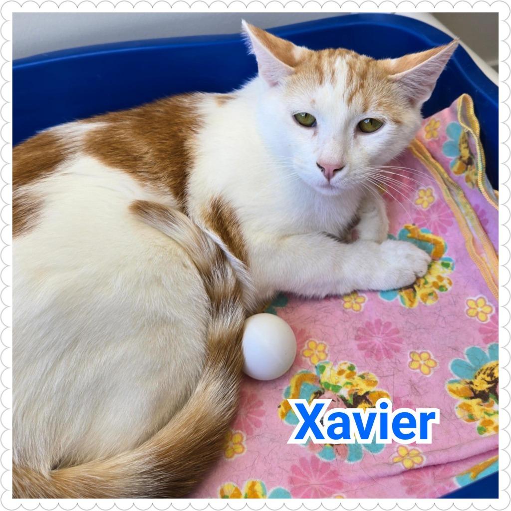 Enlarge Xavier, a Adoptable mixed breed in North Saint Paul, MN image 3/3