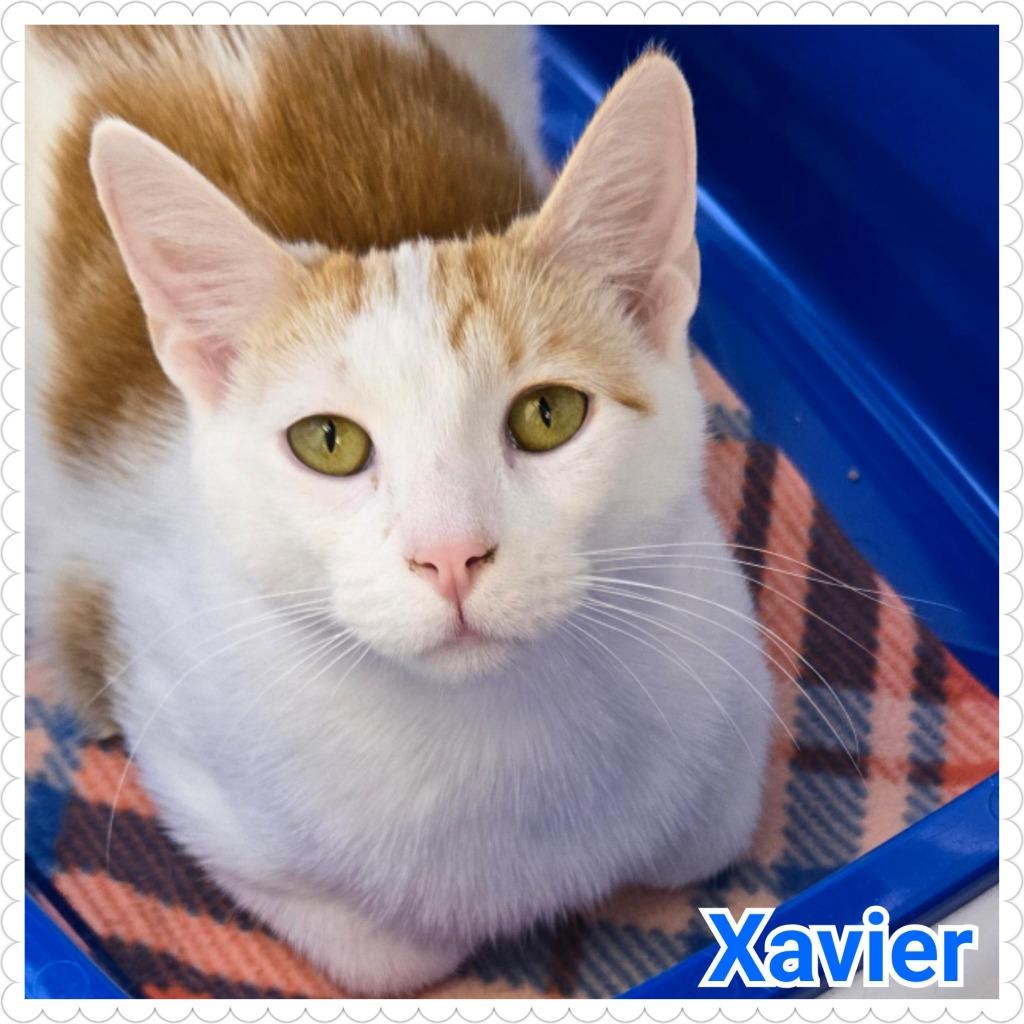 Xavier, Adoptable, Young Male Domestic Short Hair.