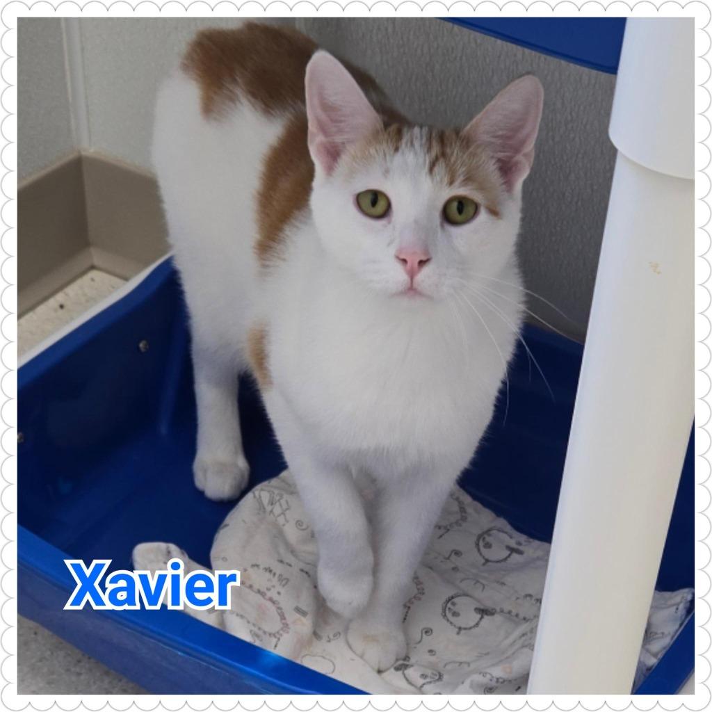 Xavier, a Adoptable mixed breed in North Saint Paul, MN image 2/6