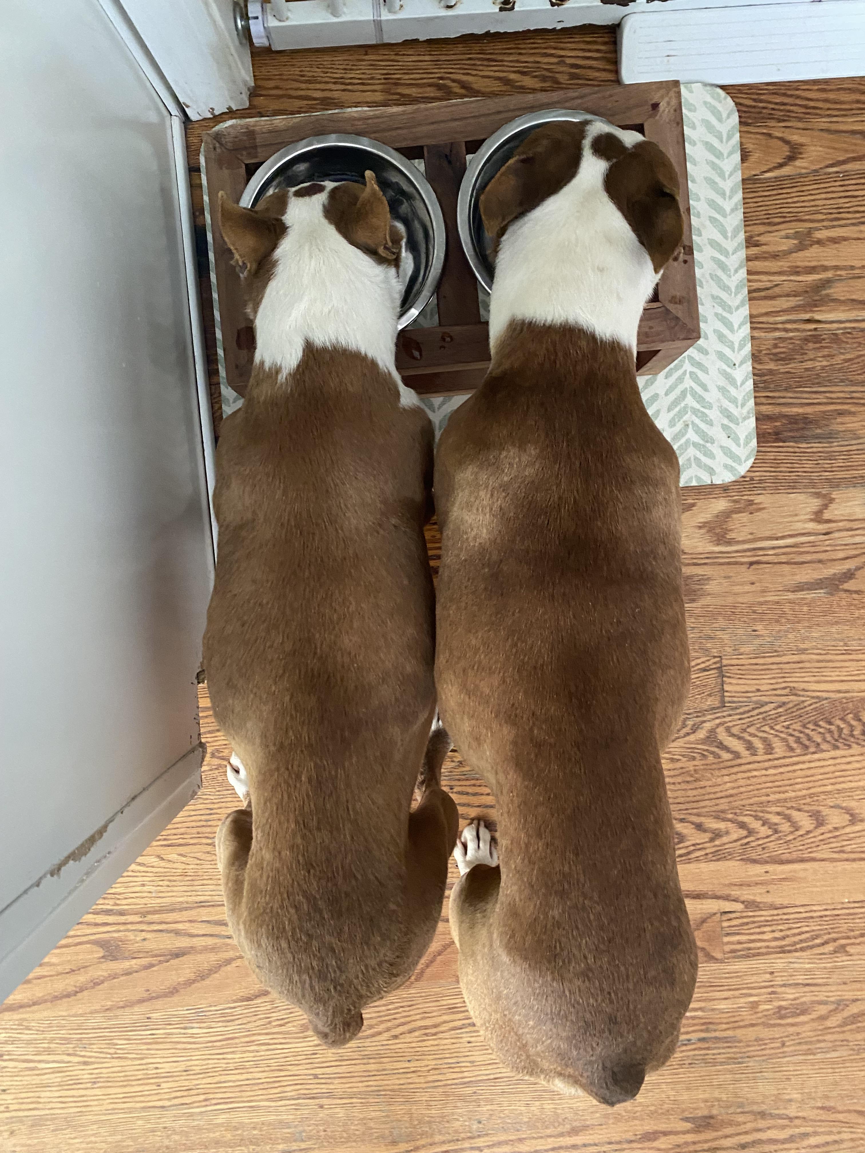 Enlarge Flynn , an adopted Boston Terrier in Sacramento, CA image 5/6