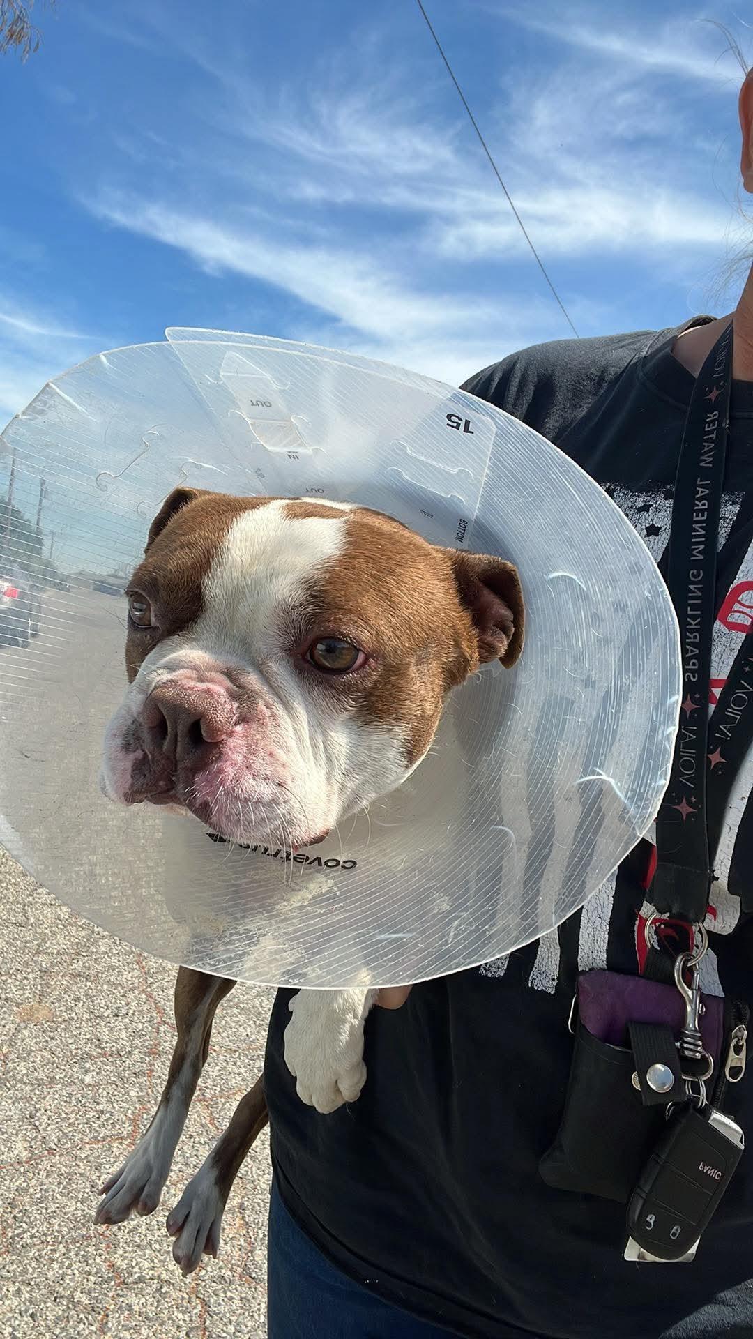 Enlarge Flynn , an adopted Boston Terrier in Sacramento, CA image 3/6