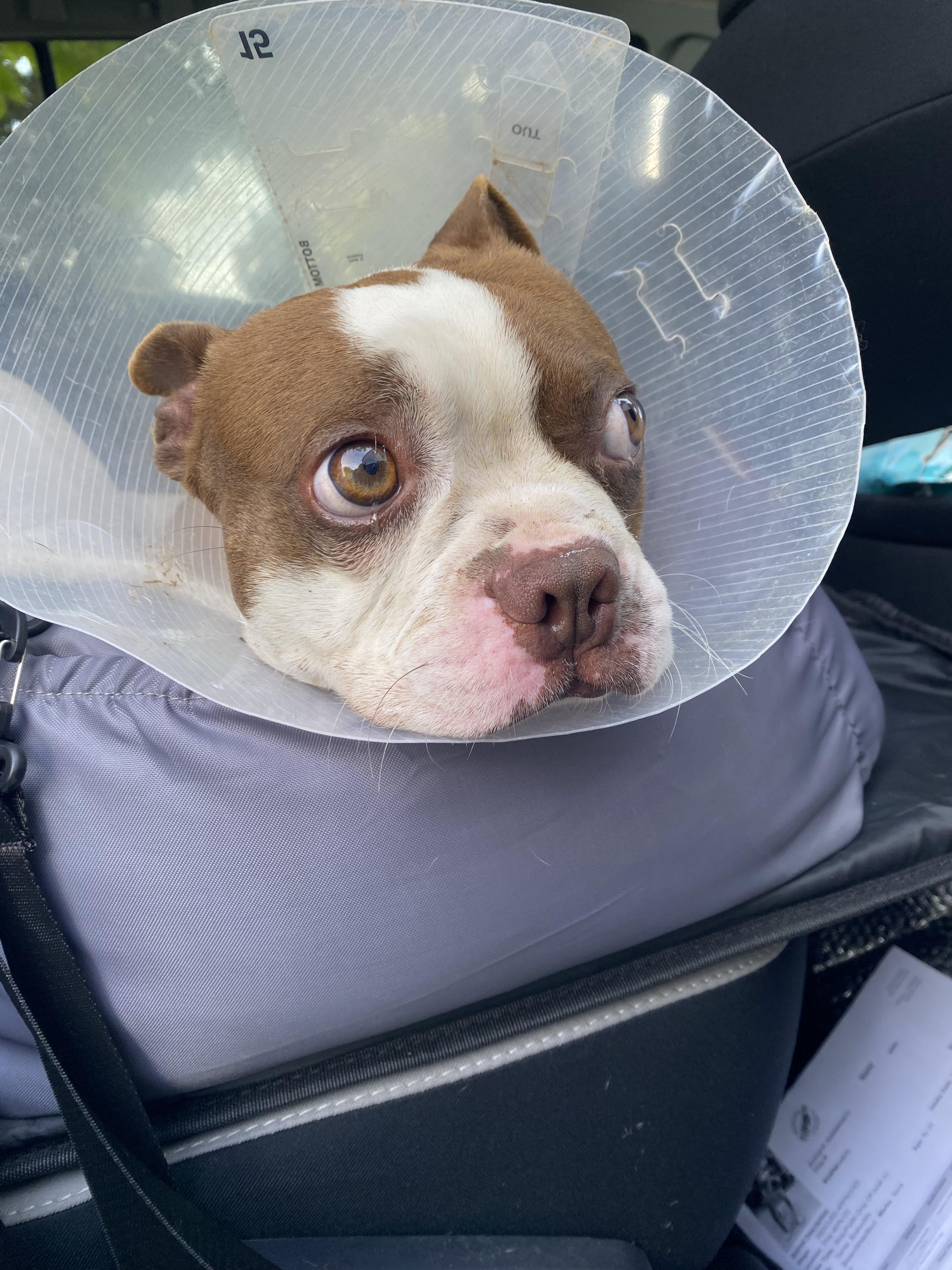 Enlarge Flynn , an adopted Boston Terrier in Sacramento, CA image 2/6