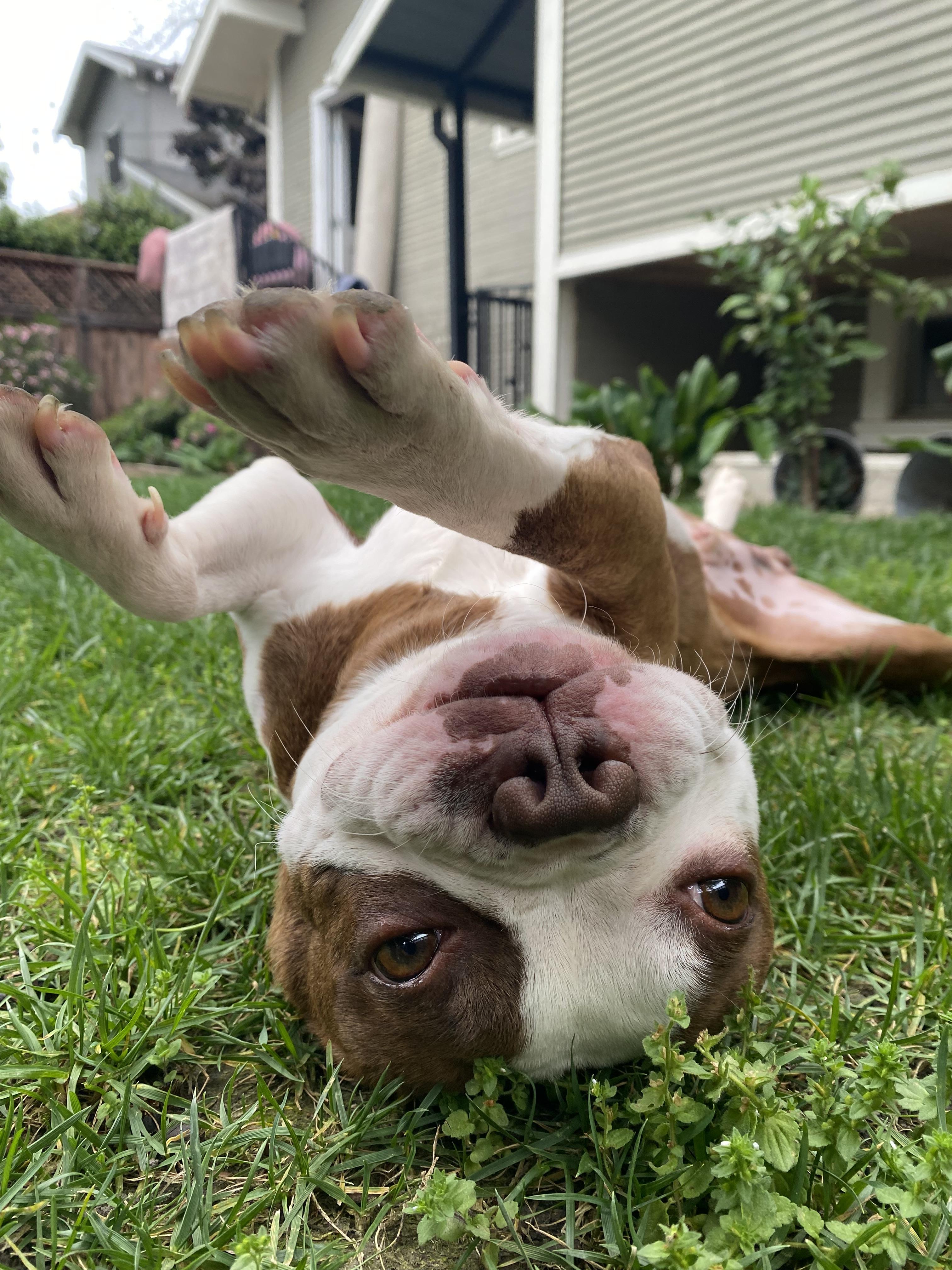 Enlarge Flynn , an adopted Boston Terrier in Sacramento, CA image 1/6