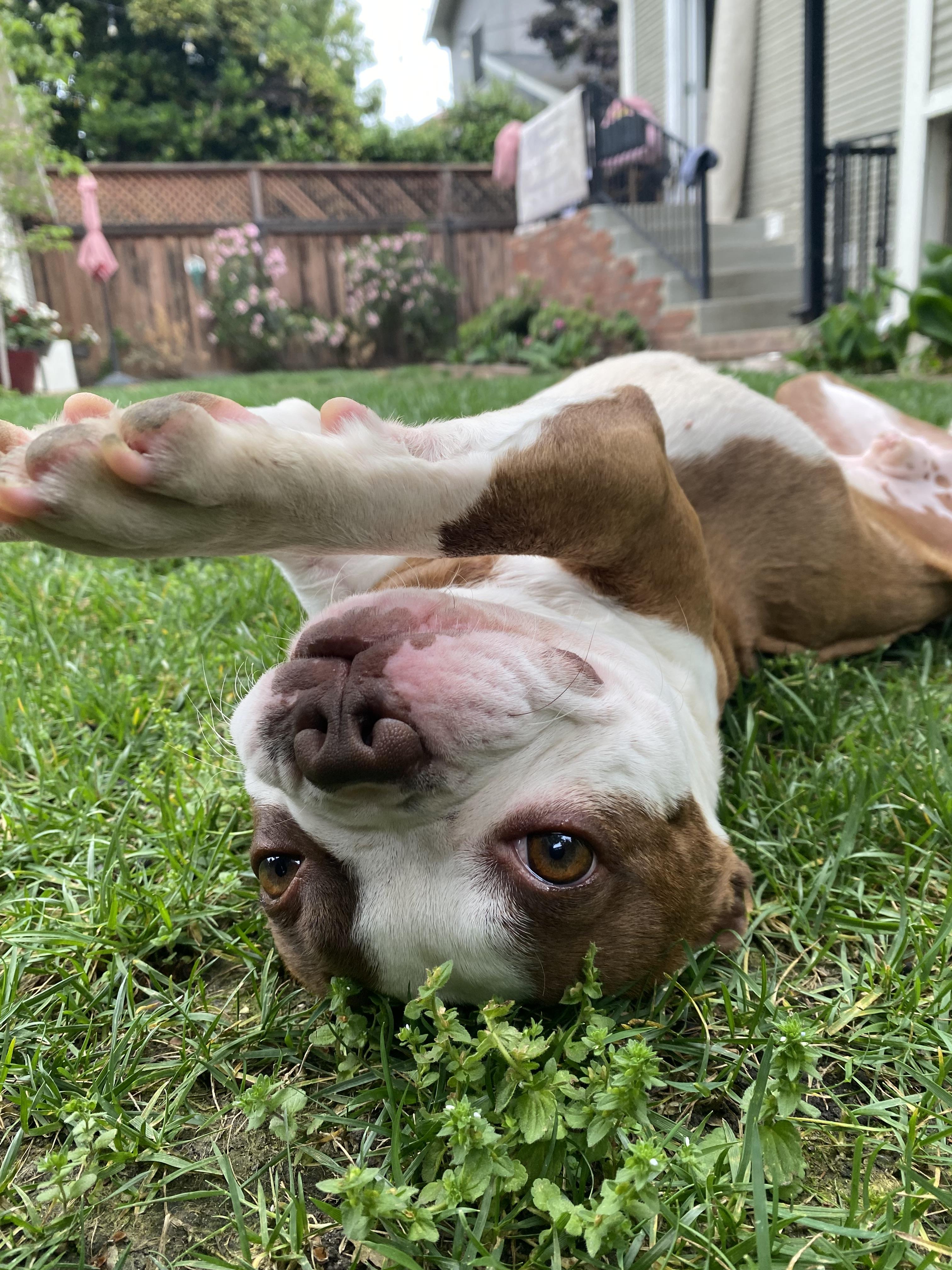 Enlarge Flynn , an adopted Boston Terrier in Sacramento, CA image 4/6