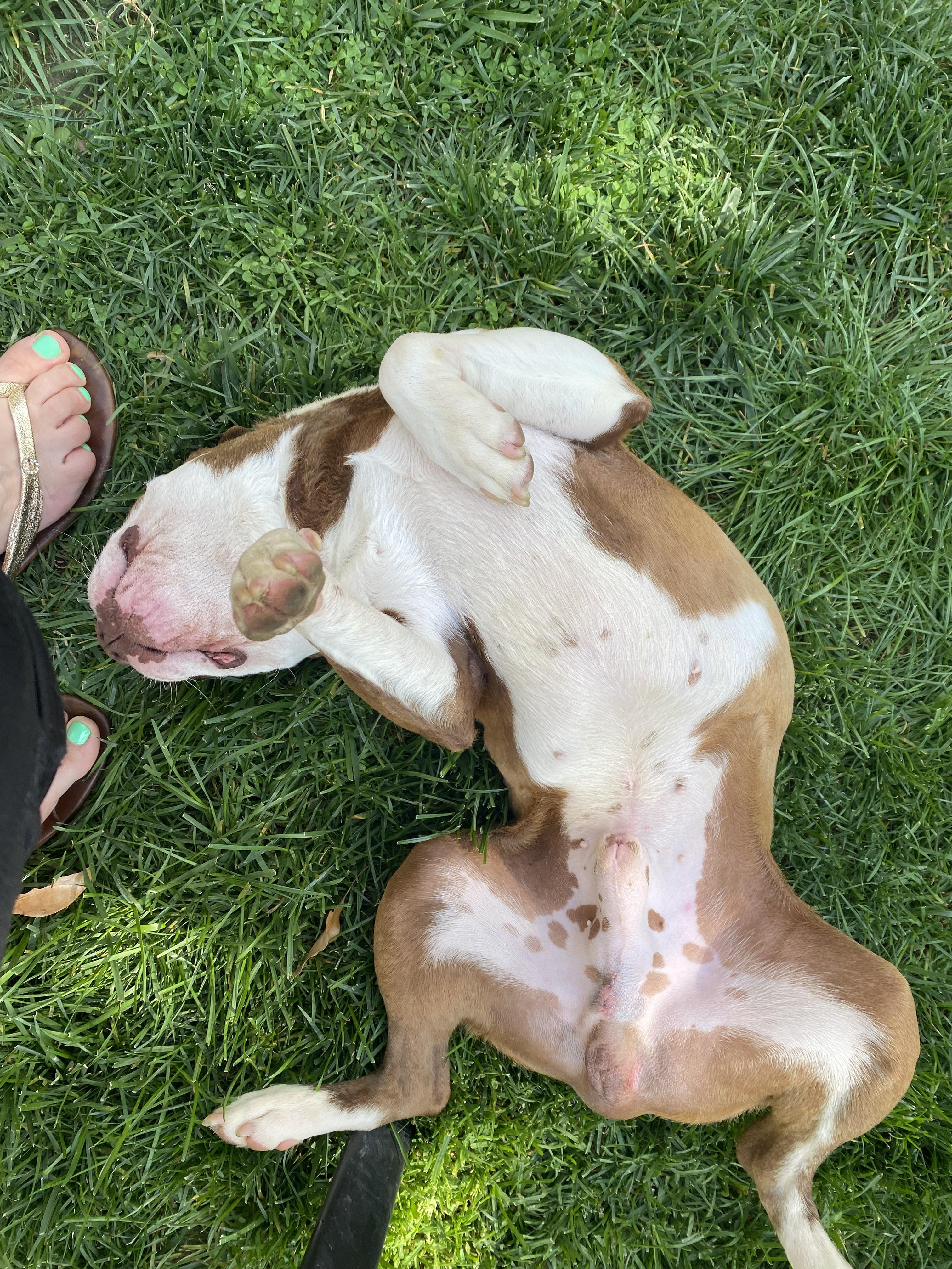 Enlarge Flynn , an adopted Boston Terrier in Sacramento, CA image 6/6