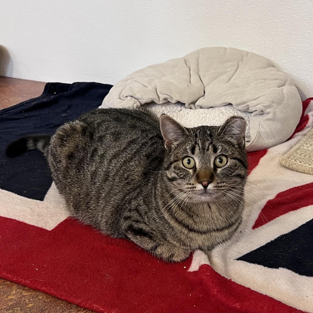 Peppermint Penny, Adoptable, Adult Female Domestic Short Hair.