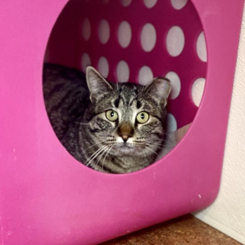Enlarge Peppermint Penny, a Adoptable Domestic Short Hair in Glenwood Springs, CO image 2/3
