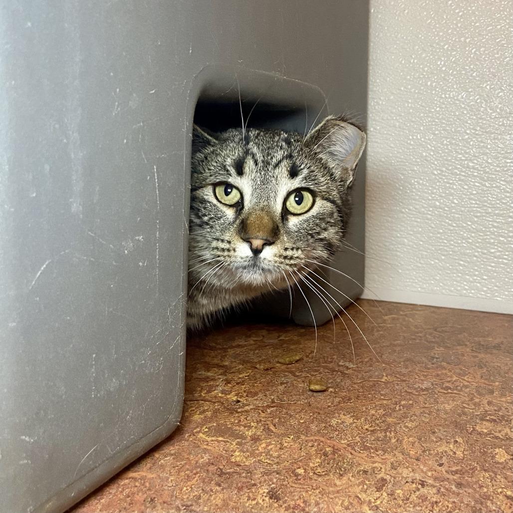 Enlarge Peppermint Penny, a Adoptable Domestic Short Hair in Glenwood Springs, CO image 3/3