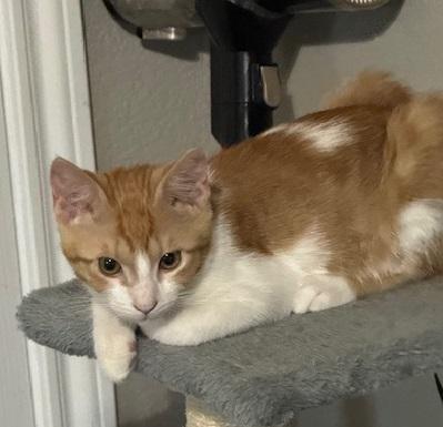 Kimchi #bonded-to-Minu