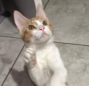 Kimchi #bonded-to-Minu