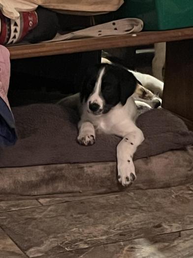 Buster, an adoptable Labradoodle in Liverpool, TX, 77577 | Photo Image 3