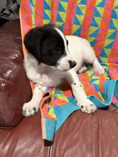 Buster, an adoptable Labradoodle in Liverpool, TX, 77577 | Photo Image 1