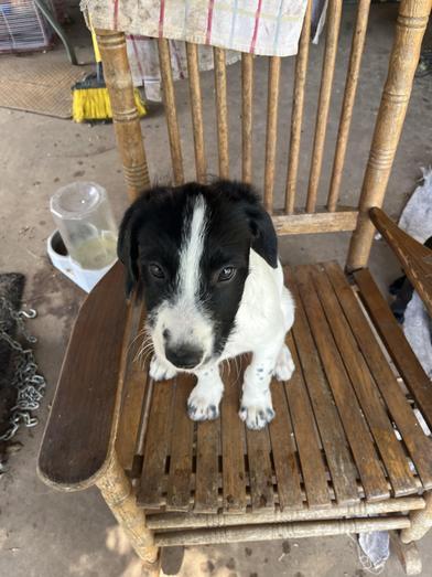Buster, an adoptable Labradoodle in Liverpool, TX, 77577 | Photo Image 6