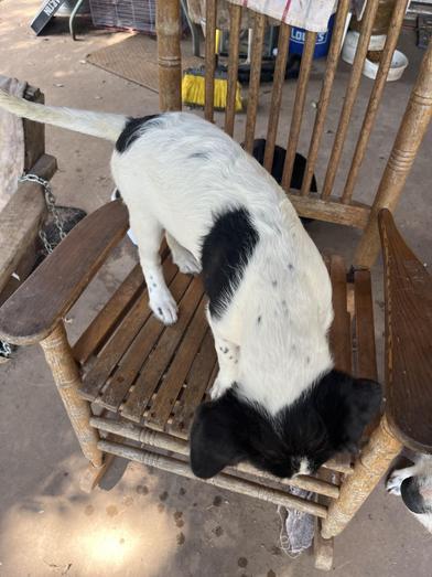 Buster, an adoptable Labradoodle in Liverpool, TX, 77577 | Photo Image 5