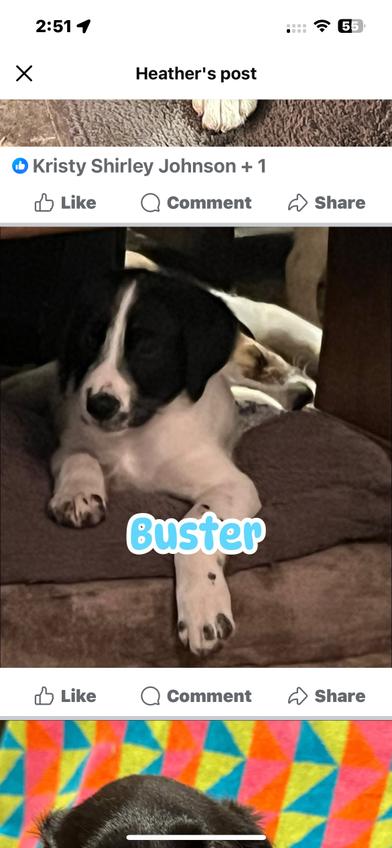 Buster, an adoptable Labradoodle in Liverpool, TX, 77577 | Photo Image 2