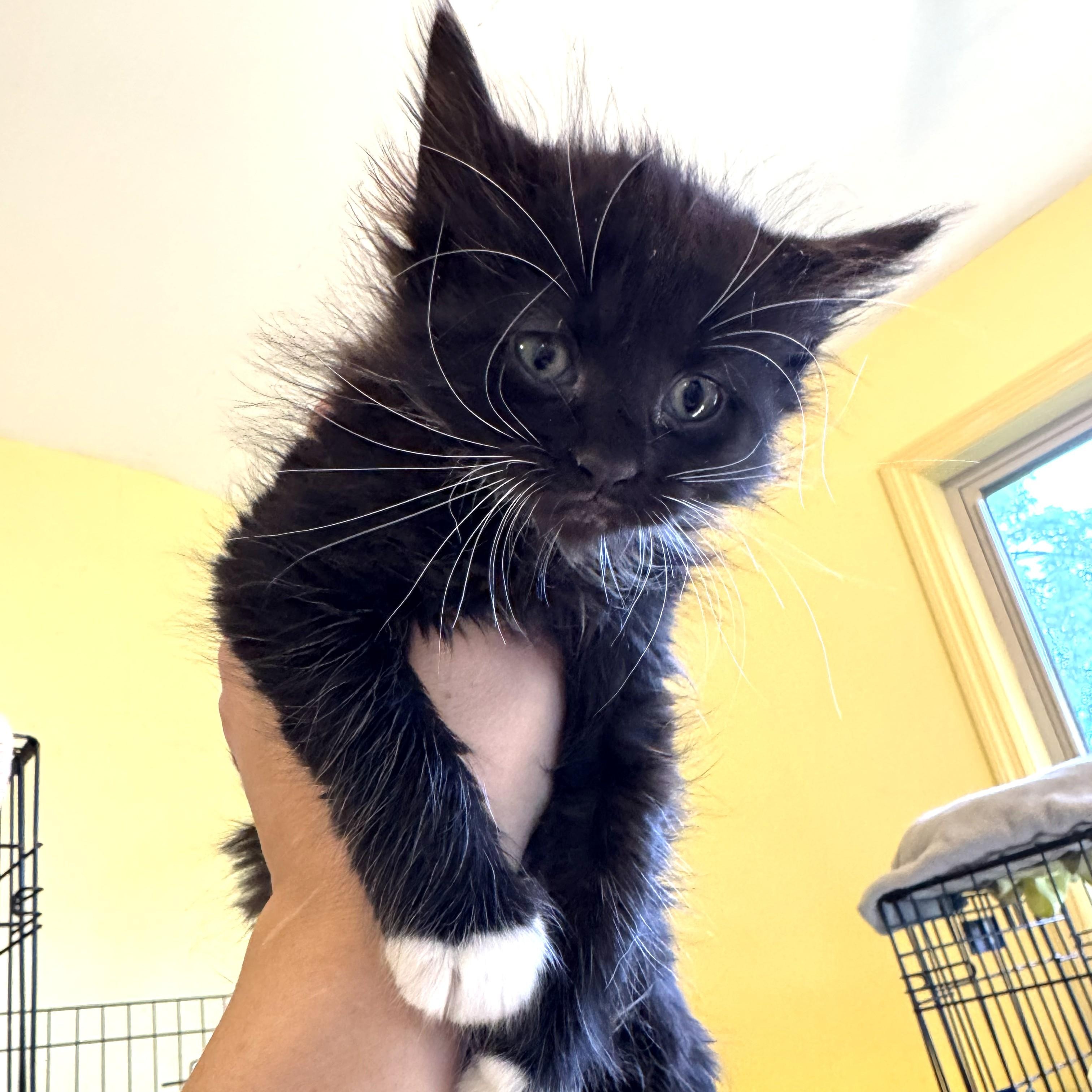 Maylin, adopted, Kitten Female Domestic Long Hair.
