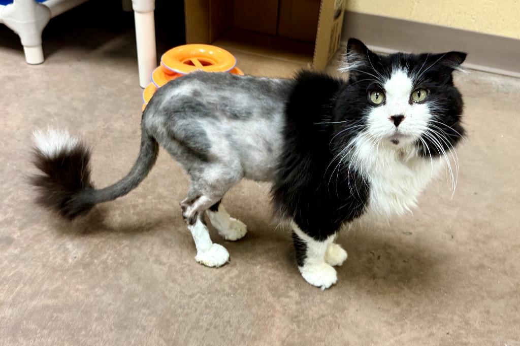 Kilkenny, Adoptable, Senior Male Domestic Long Hair.