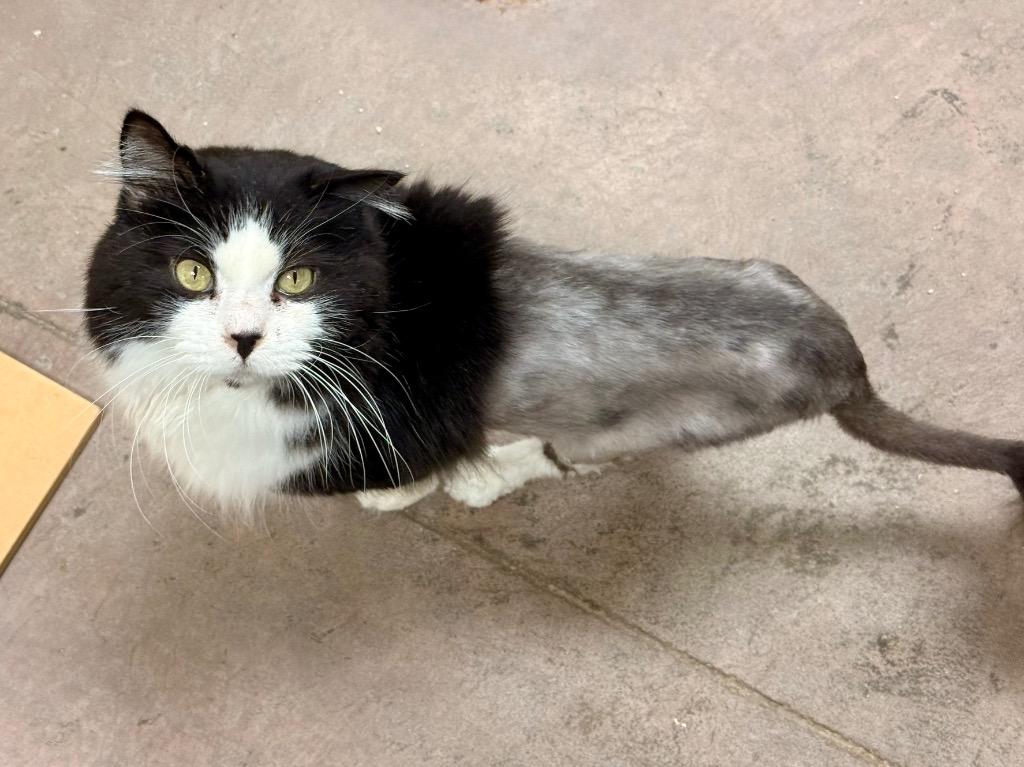 Enlarge Kilkenny, a Adoptable mixed breed in Cincinnati, OH image 2/6