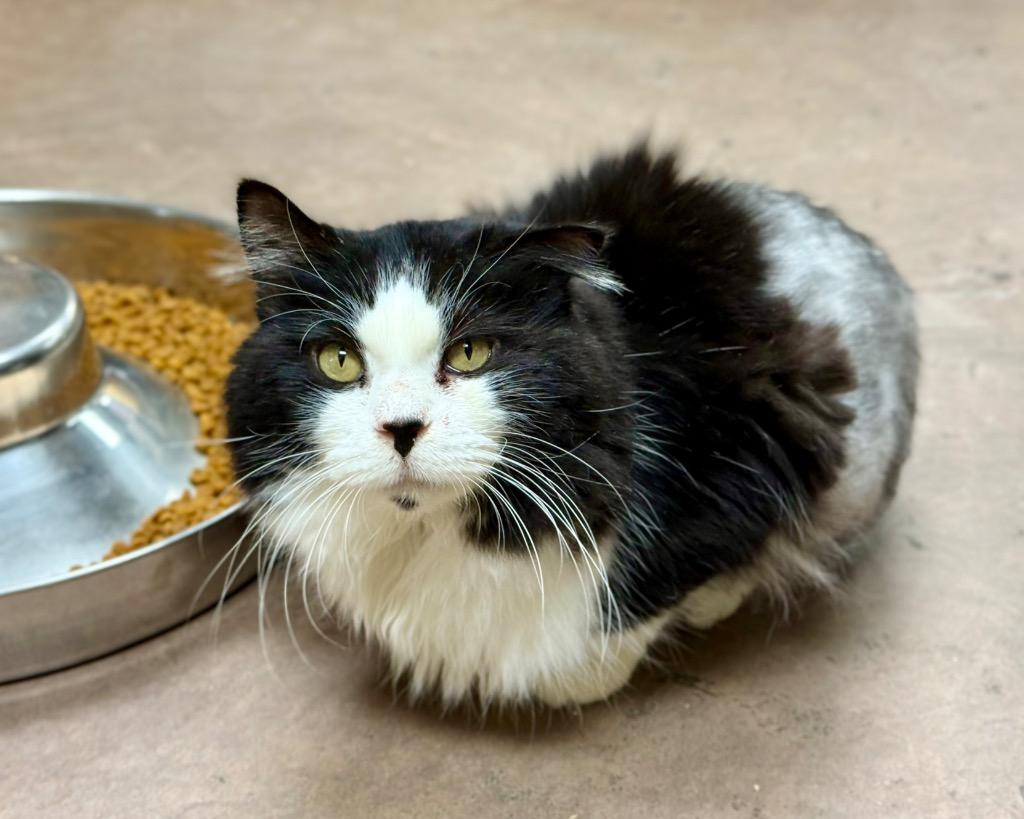 Enlarge Kilkenny, a Adoptable mixed breed in Cincinnati, OH image 3/6